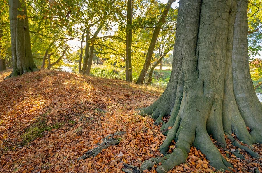 Tree with deep, firm roots illustrating healthy tooth roots